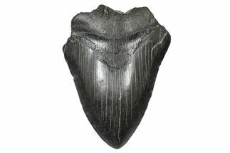 Partial Fossil Megalodon Tooth - South Carolina #376016