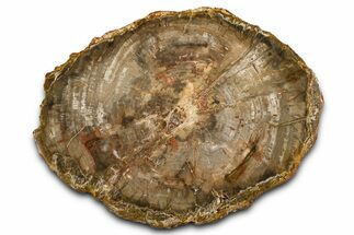 Polished Petrified Wood (Araucaria) Round - Madagascar #376075