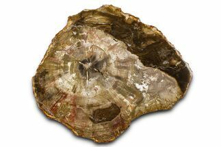 Polished Petrified Wood (Araucaria) Round - Madagascar #376076