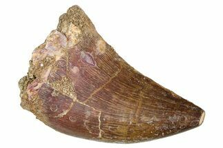 Fossil Mosasaur (Thalassotitan) Tooth - Morocco #374555