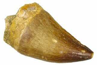 Fossil Mosasaur (Thalassotitan) Tooth - Morocco #374559