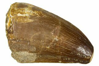 Fossil Mosasaur (Thalassotitan) Tooth - Morocco #374583
