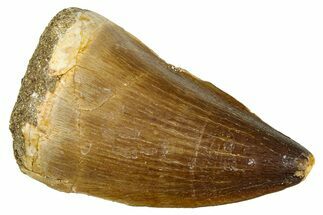 Fossil Mosasaur (Thalassotitan) Tooth - Morocco #374584