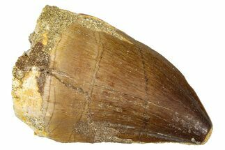 Fossil Mosasaur (Thalassotitan) Tooth - Morocco #374591