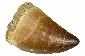 Fossil Mosasaur (Thalassotitan) Tooth - Morocco #374595