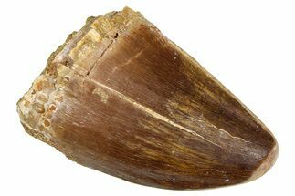 Fossil Mosasaur (Thalassotitan) Tooth - Morocco #374606