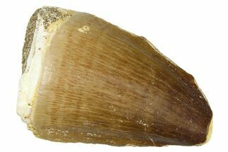 Fossil Mosasaur (Thalassotitan) Tooth - Morocco #374610