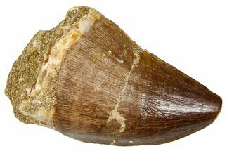 Fossil Mosasaur (Thalassotitan) Tooth - Morocco #374612