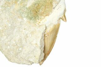 Otodus Shark Tooth Fossil in Rock - Morocco #376152