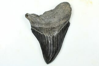 Partial Fossil Megalodon Tooth - Serrated Blade #376019
