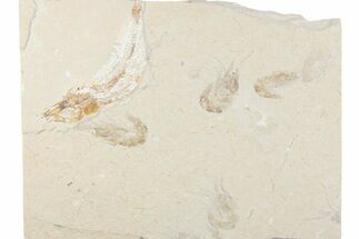 Cretaceous Fish (Gaudryella) and Shrimp Fossils - Hjoula, Lebanon #376348