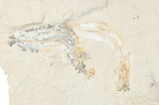 Cretaceous Fish (Gaudryella) Fossils with Shrimp - Hjoula, Lebanon #376349
