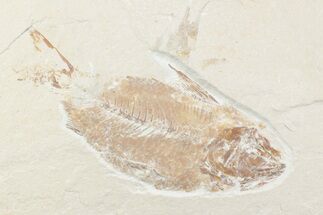 Cretaceous Fossil Fish (Armigatus) - Lebanon #376350