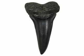 Fossil Broad-Toothed Mako Tooth - South Carolina #374766