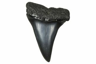 Fossil Broad-Toothed Mako Tooth - South Carolina #374779