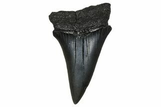 Fossil Broad-Toothed Mako Tooth - South Carolina #374782