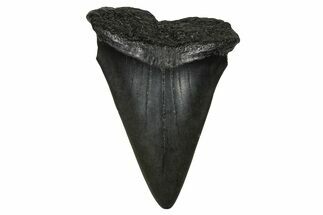 Fossil Broad-Toothed Mako Tooth - South Carolina #374784