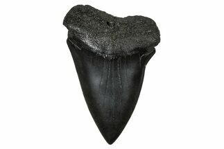 Fossil Broad-Toothed Mako Tooth - South Carolina #374791