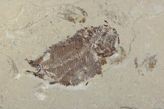 Fossil Fish and Shrimp Association - Hjoula, Lebanon #376354