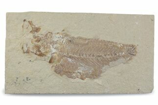 Cretaceous Fossil Fish - Lebanon #376358