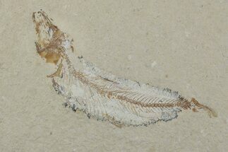 Cretaceous Fossil Fish (Gaudryella) - Lebanon #376364