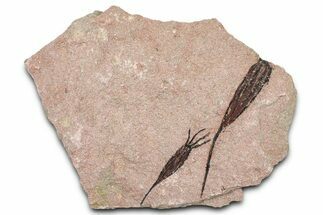 Eocrinoid (Ascocystites) Mortality Plate - Ordovician #376492