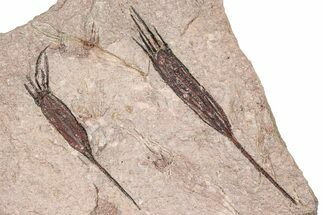 Eocrinoid (Ascocystites) Mortality Plate - Ordovician #376493