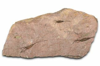 Eocrinoid (Ascocystites) Mortality Plate - Ordovician #376504