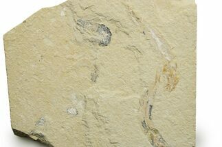 Cretaceous Fossil Shrimp and Fishes - Lebanon #376600