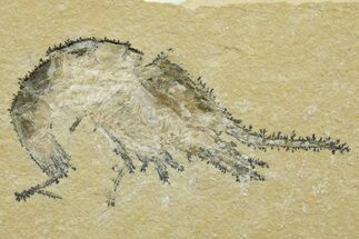Cretaceous Fossil Shrimp - Lebanon #376602