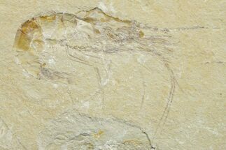 Cretaceous Fossil Shrimp - Lebanon #376603