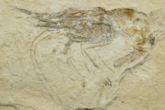 Cretaceous Fossil Shrimp - Lebanon #376608