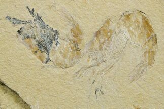 Two Cretaceous Fossil Shrimp - Lebanon #376611