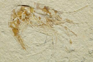 Two Cretaceous Fossil Shrimp - Lebanon #376612