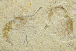 Two Cretaceous Fossil Shrimp - Lebanon #376615