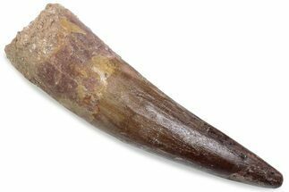 Fossil Spinosaurus Tooth - Restored Tip #376371