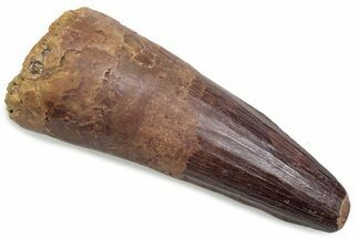 Fossil Spinosaurus Tooth - Real Dinosaur Tooth #376417