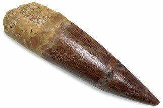 Fossil Spinosaurus Tooth - Real Dinosaur Tooth #376423