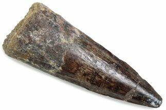 Fossil Spinosaurus Tooth - Real Dinosaur Tooth #376425