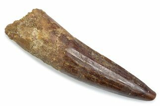 Fossil Spinosaurus Tooth - Real Dinosaur Tooth #376428