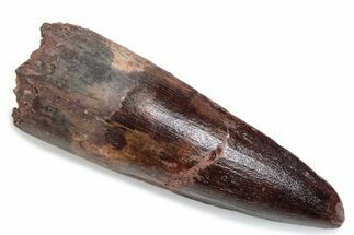 Fossil Spinosaurus Tooth - Real Dinosaur Tooth #376437