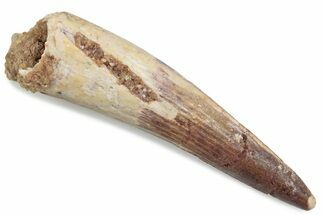 Fossil Spinosaurus Tooth - Real Dinosaur Tooth #376443