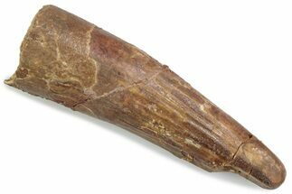 Fossil Spinosaurus Tooth - Real Dinosaur Tooth #376450