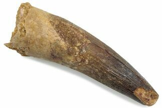Fossil Spinosaurus Tooth - Real Dinosaur Tooth #376570