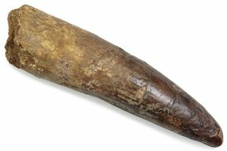 Fossil Spinosaurus Tooth - Real Dinosaur Tooth #376572