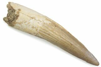 Fossil Spinosaurus Tooth - Real Dinosaur Tooth #376580