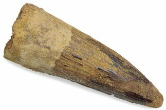 Fossil Spinosaurus Tooth - Real Dinosaur Tooth #376585