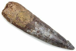 Fossil Spinosaurus Tooth - Real Dinosaur Tooth #376587