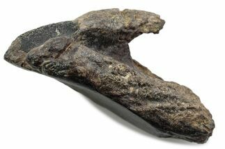 Fossil Triceratops Tooth with Partial Root - Wyoming #376731