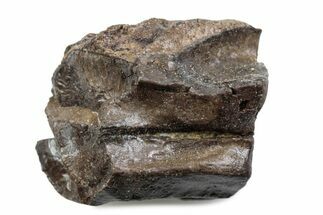 Fossil Triceratops Shed Tooth - Wyoming #376736